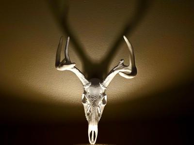 Jackson's Buck!