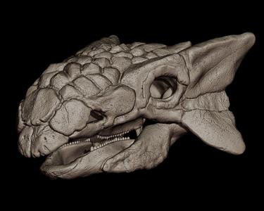 Ankylosaurus Skull