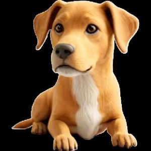 Dog Model Labrador Hybrid Mix