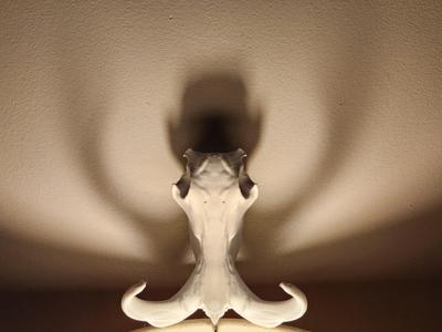 "Warthog" Skull