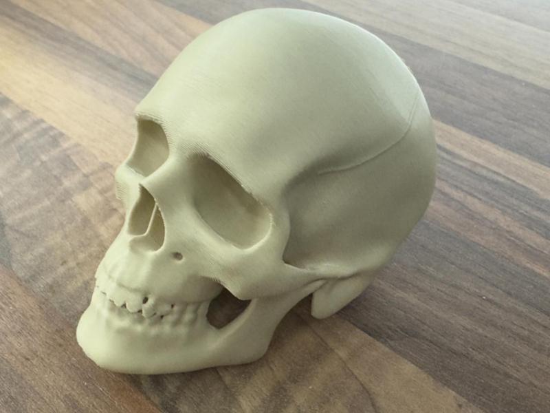 Human Skull