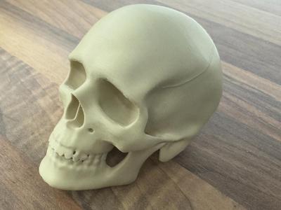 Human Skull