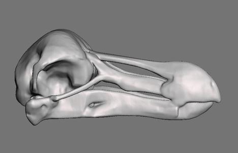 Bird Skulls