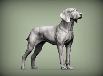 Hungarian vizsla Hungarian Pointing Dog 3D print model