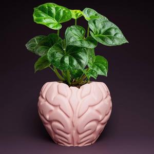 Brain plant pot with drainage 3D Printer STL file: instant download, gardening decor