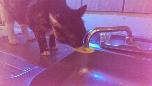 Cat faucet fountain