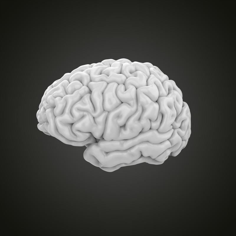 Brain human