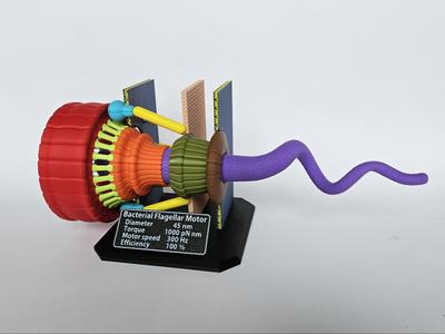 Bacterial Flagellar Motor/Engine