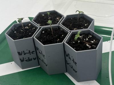 HexaPot - Seed Starter (Easy Remove)