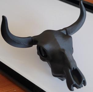 Cow Skull