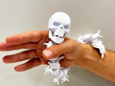 Articulated Spine and Skull