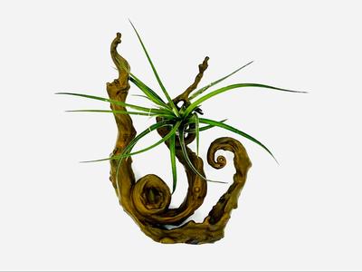Branch for Plants