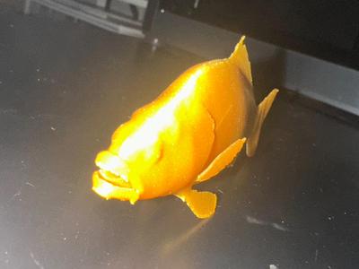 carp