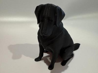 Black Labrador