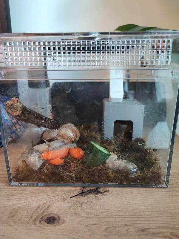 Pet Snail House - Schnecke Hause - Terrarium