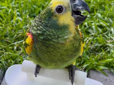 Bird Skateboard with perch