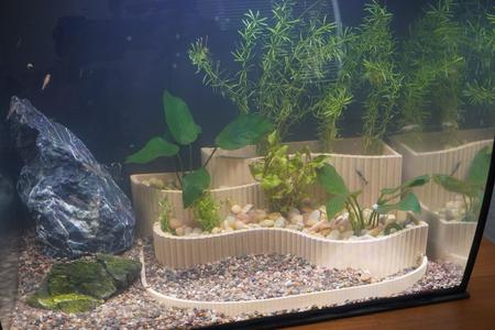 Aquarium Planter Tiered Aquascape