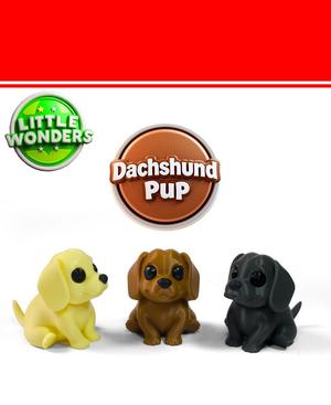 Dachshund Pup