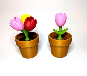 Tulip - Springy Flower Collection