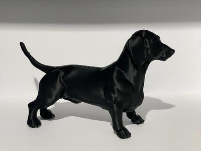 Miniature Dachshund Dog 