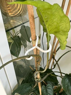 Plant Support Hooks
