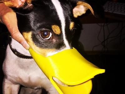 cute dog muzzle 