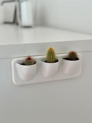 Cactus wall planter / 3.5 cm diameter (1.77 inches) mini cactus