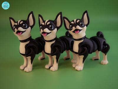 Flexi Chihuahua Puppy