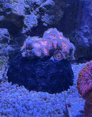 Zoanthus Bowl / Coral Frag Holder