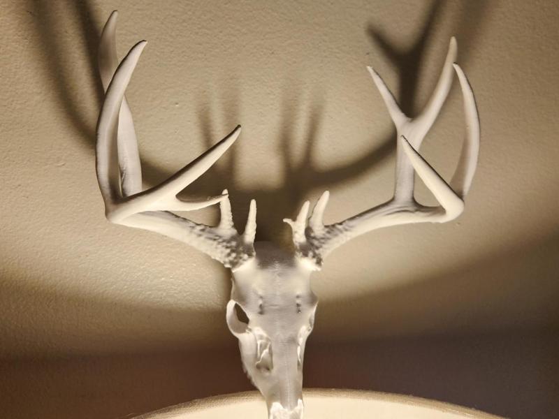 "Blacktail" Deer Skull