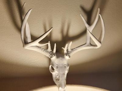 "Blacktail" Deer Skull