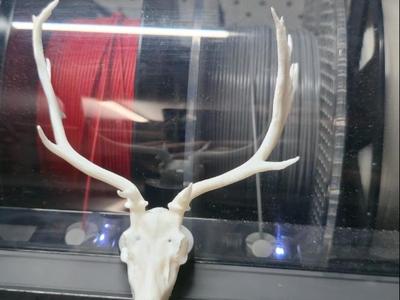 australian fallow deer 2025 rutt
