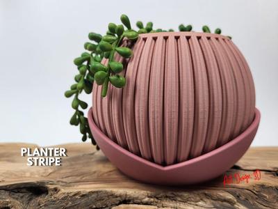 Planter Stripe