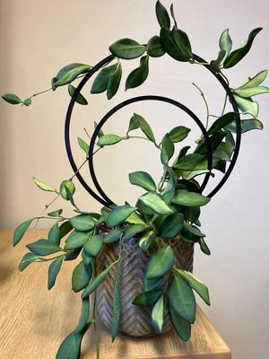 Plant trellis / climbing support (double circle)