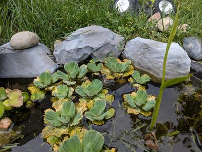 Maccourt Pond liner natural rock edge - Yard fish 