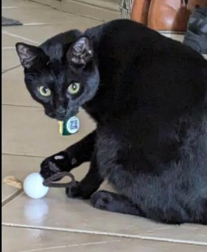 Hair Tie Cat Ball Toy
