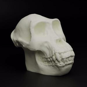 Gorilla Skull (MysticMesh3D)