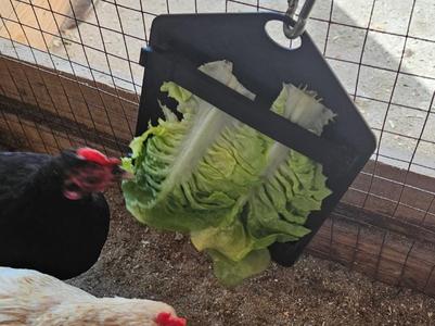Green Feed Holder for Animals