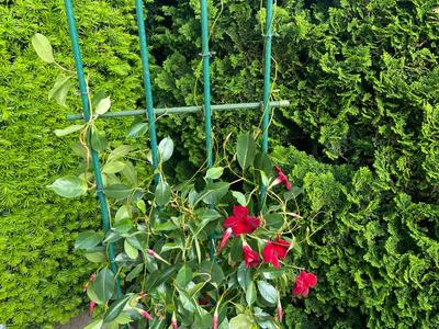 Trellis Clip - Rotatable