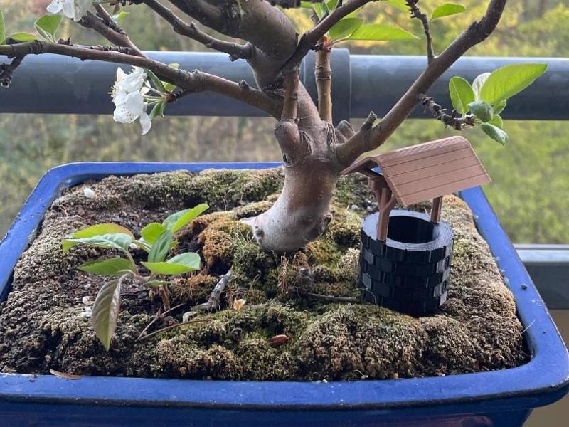 Fountain for bonsai 