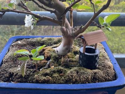 Fountain for bonsai 
