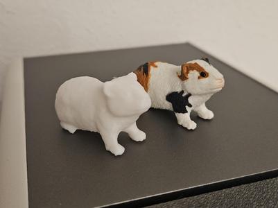 Guinea pig - Guinea pig