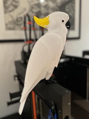 Cockatoo