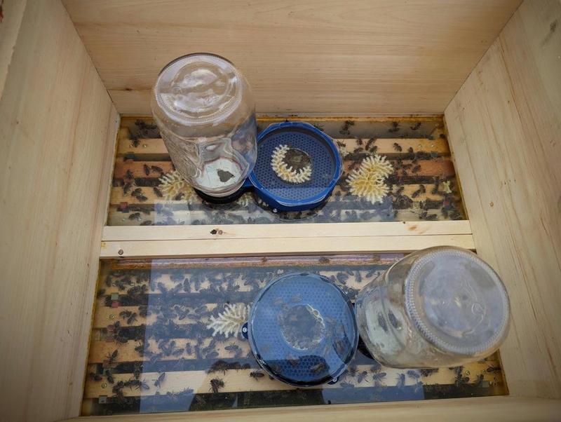 Foulds Feeder 1000 (In-hive mason jar bee feeder)