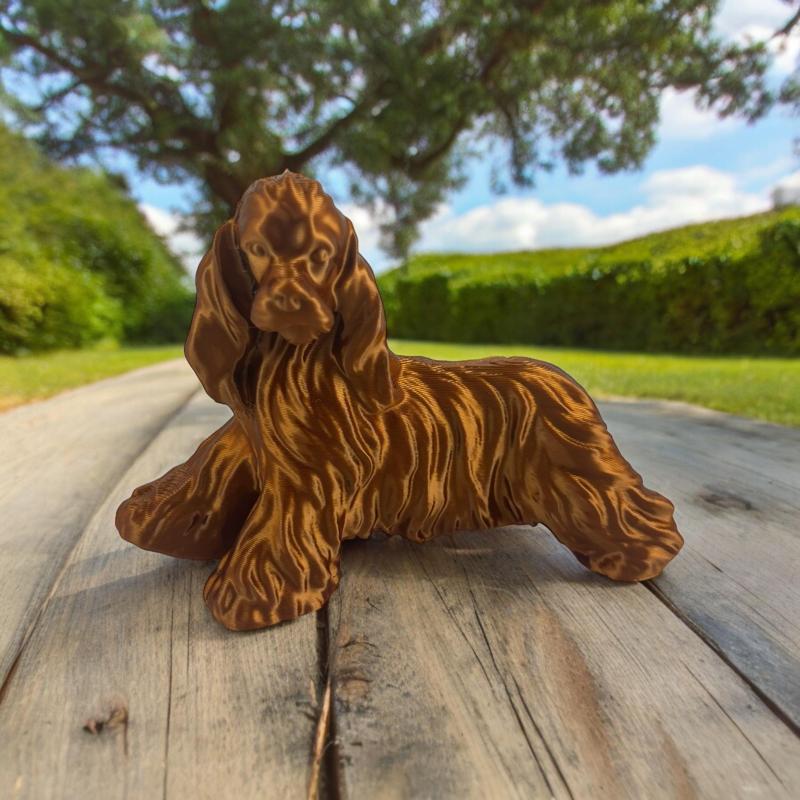 cocker spaniel big