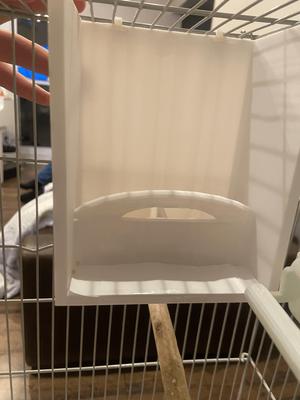 parrot feeder
