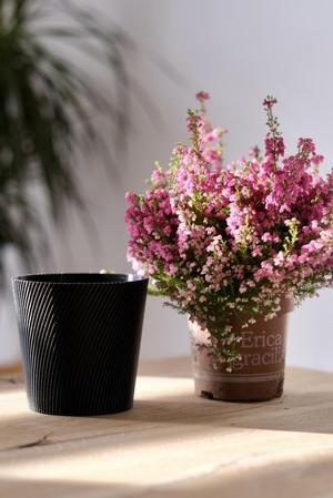 Modern Planter