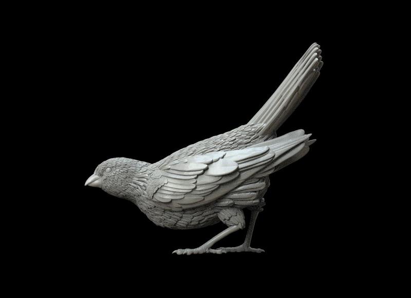 bird