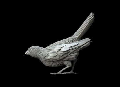 bird