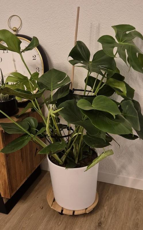 Plant Support for a 1cm rod